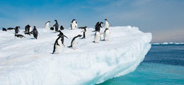 Incredible Wildlife
