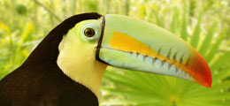 Incredible Wildlife